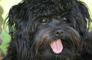 black bichon frize