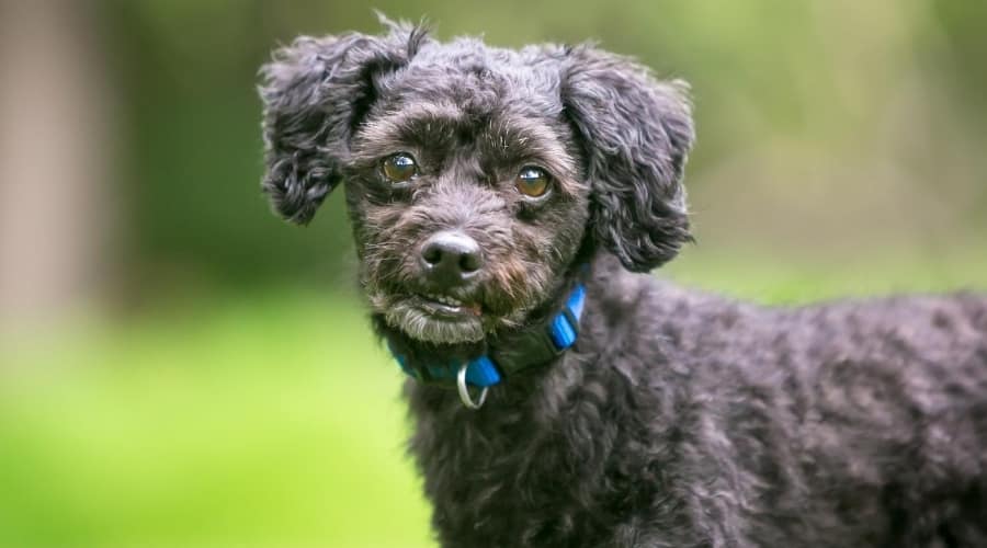 black bichon frise